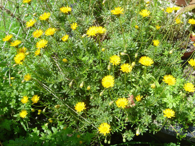Haplopappus glutinosus en fleurs dans les pelouses sèches d'altitude des Andes